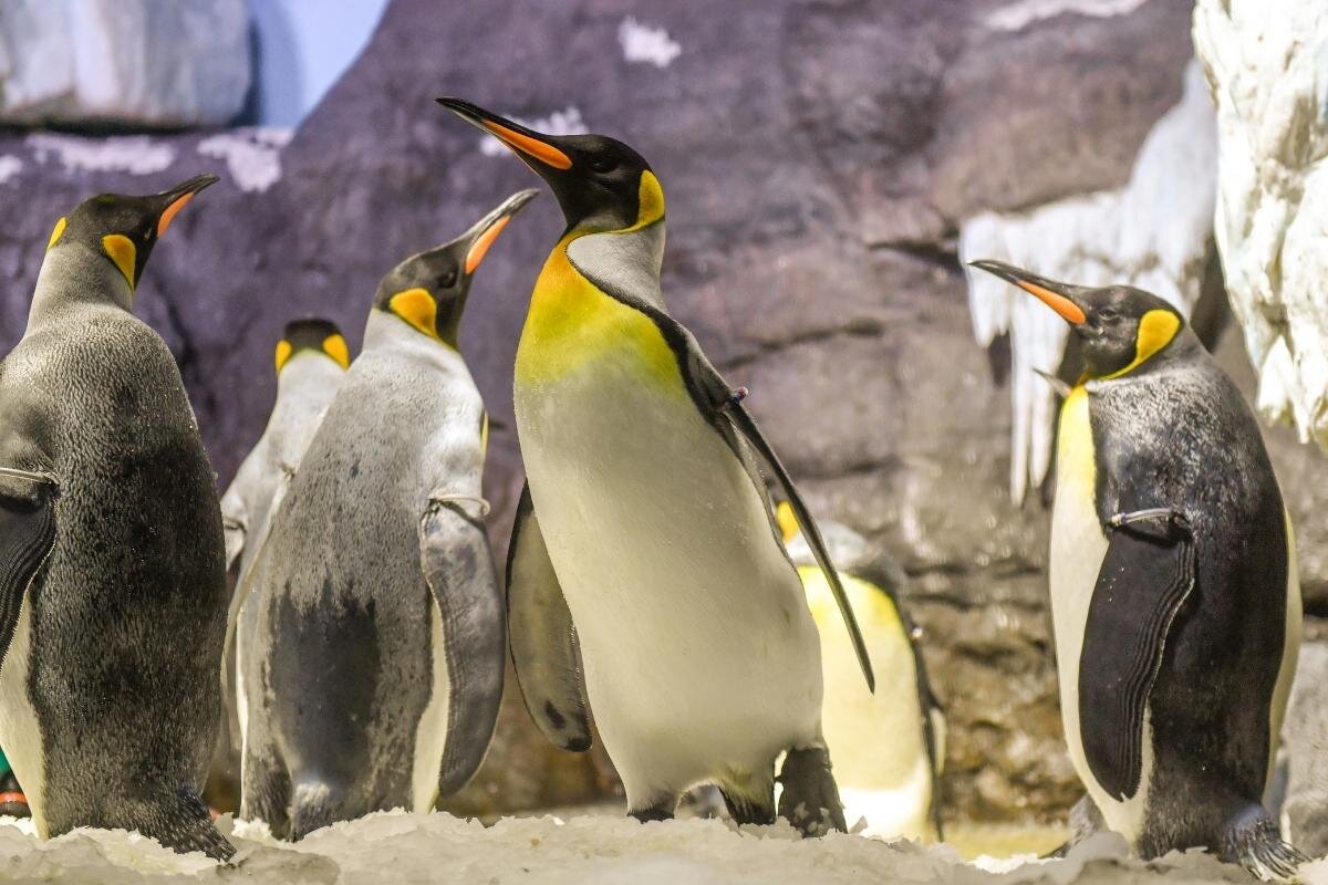Osaka Aquarium Kaiyukan