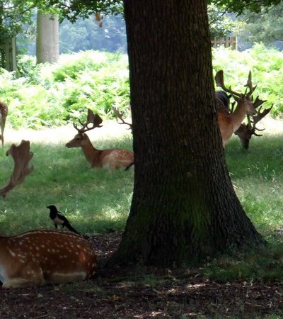 Bushy Park in London, England