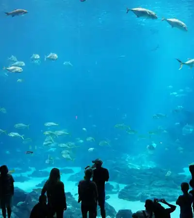 Georgia in United States