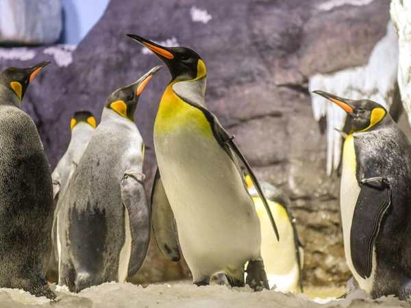 Osaka Aquarium Kaiyukan