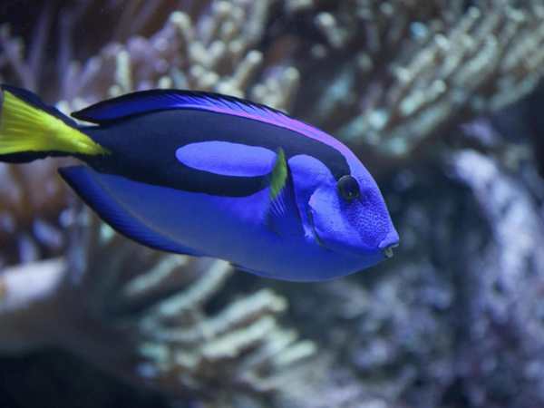 Clearwater Marine Aquarium