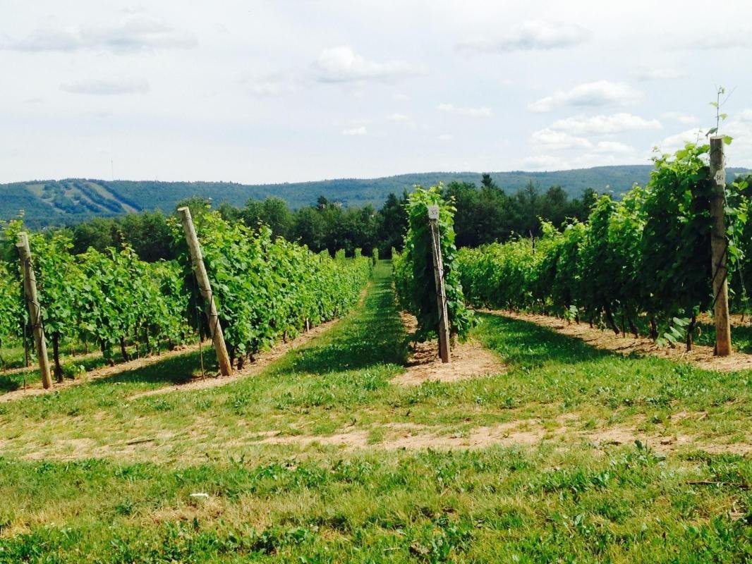 Sainte-Famille Wines