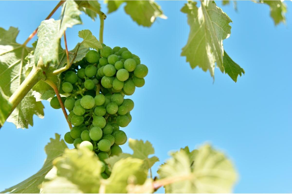 Vindemia Vineyard & Winery