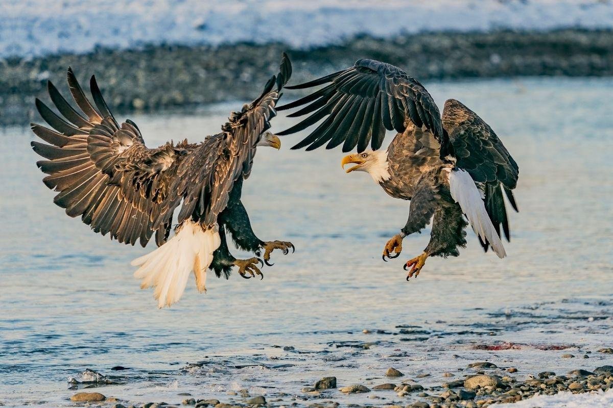 Chilkat Bald Eagle Preserve