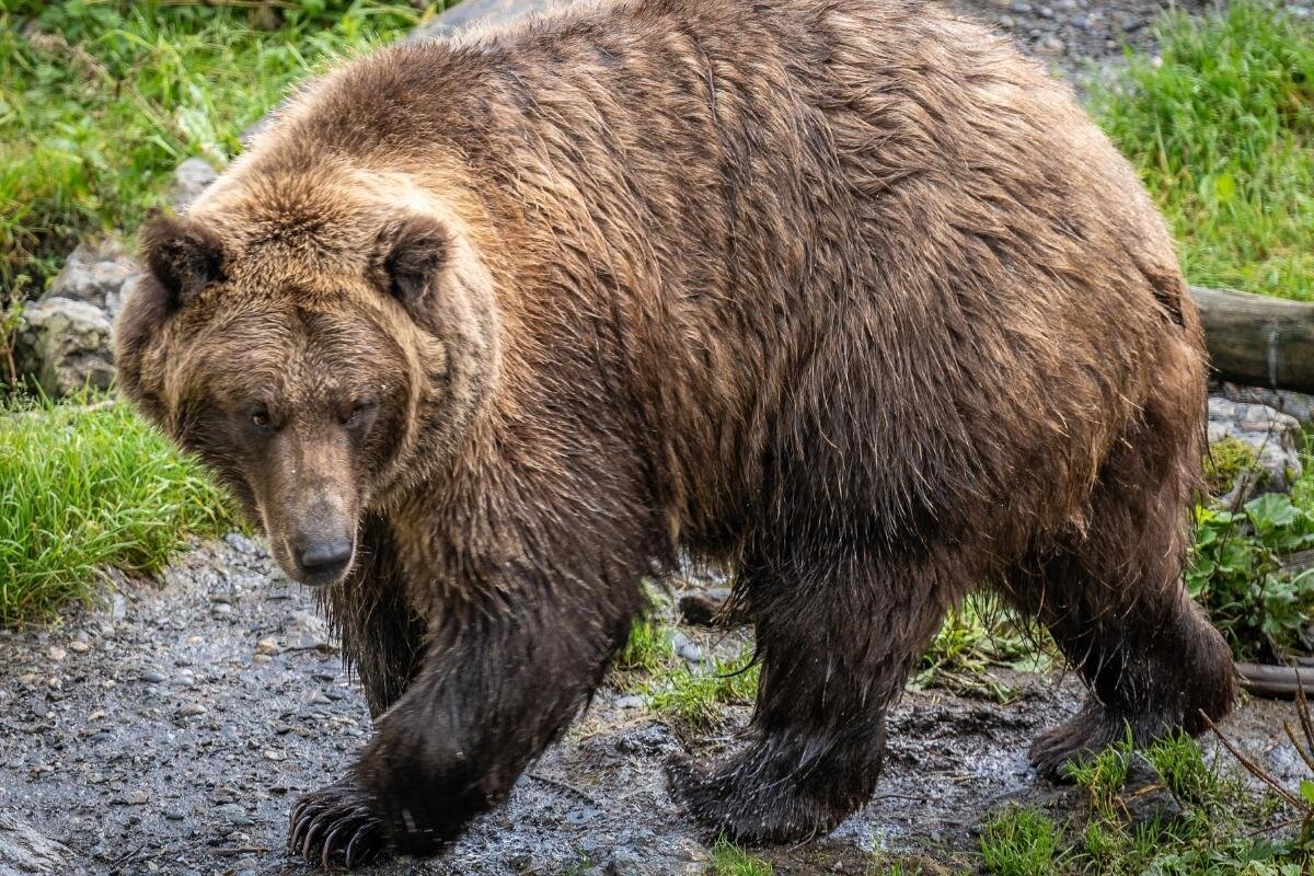 Fortress of the Bear