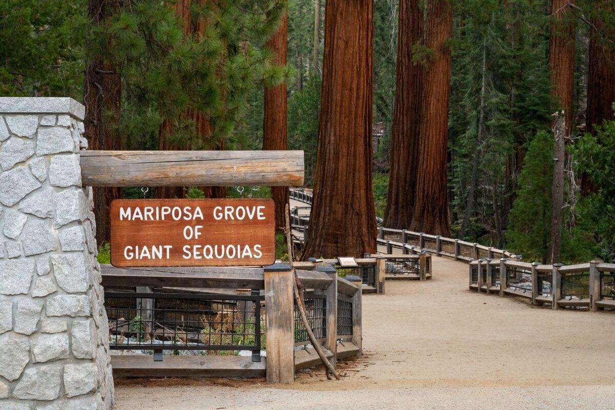 Yosemite - Mariposa Grove of Giant Sequoias