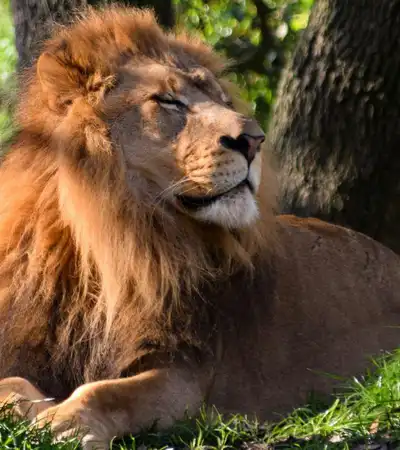 Jacksonville in Florida, United States