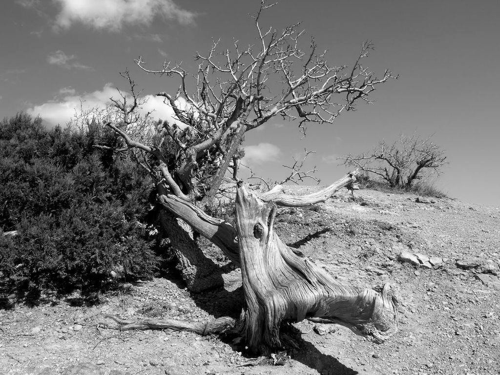 The Ansel Adams Gallery