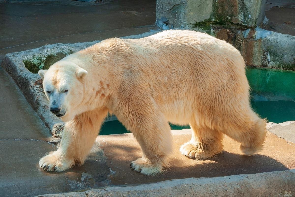 Erie Zoo