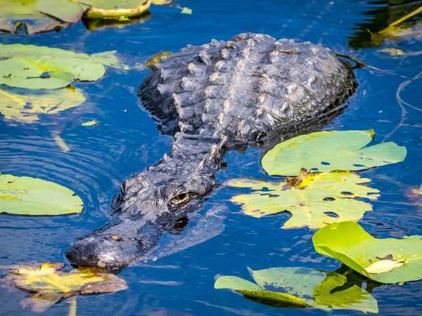 Everglades Holiday Park