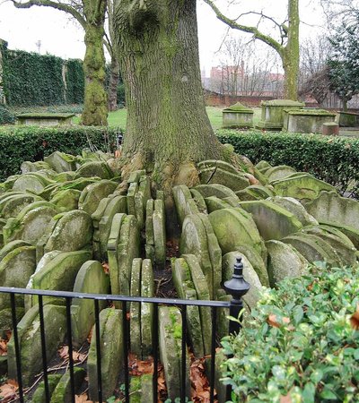 Hardy Tree in London, England