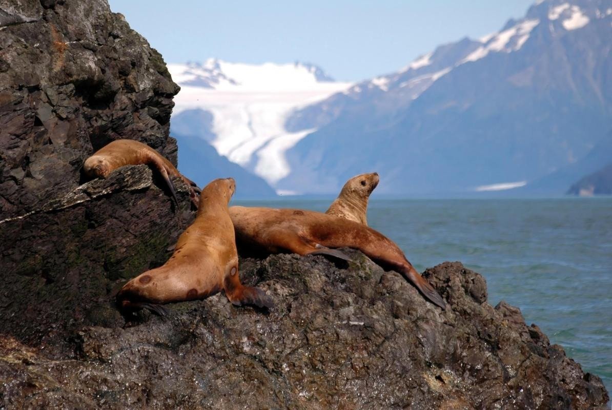 Alaska Maritime National Wildlife Refuge Visitor Center (Islands and Ocean)