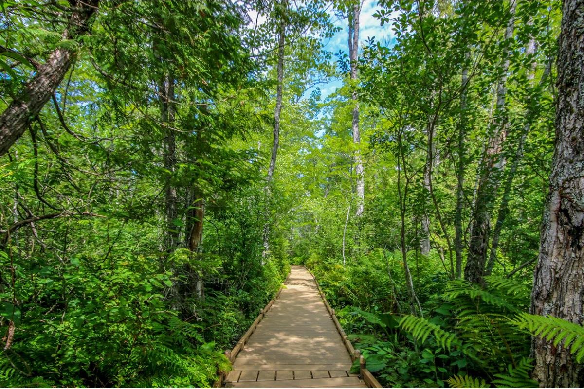 Orono Bog Boardwalk
