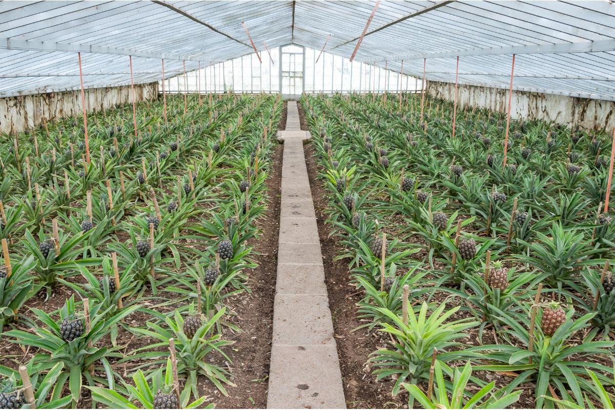 Plantação Ananases A Arruda